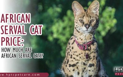 Africa Serval Cat Price: How Much Are African Serval Cats?