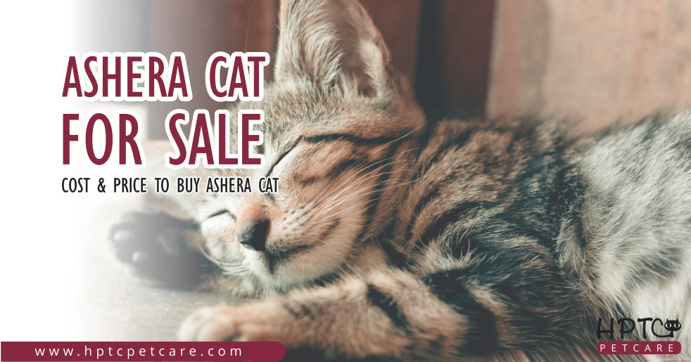 Ashera Cat For Sale – Cost & Price to Buy Ashera Cat