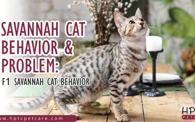 Savannah Cat Behavior & Problem: F1 Savannah Cat Behavior