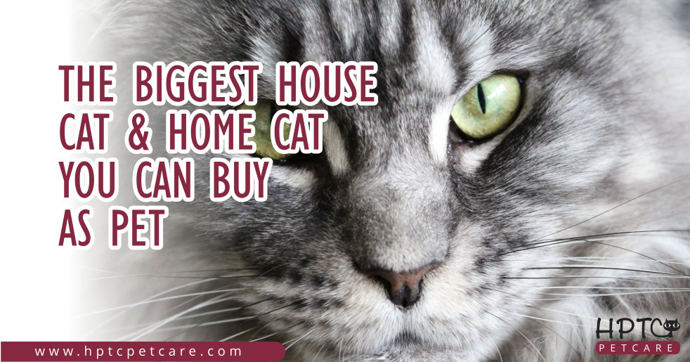 The Biggest House Cat & Home Cat You Can Buy As Pet