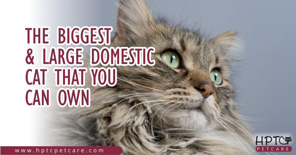 The Biggest & Large Domestic Cat That You Can Own
