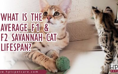 What is the Average F1 & F2 Savannah Cat Lifespan?