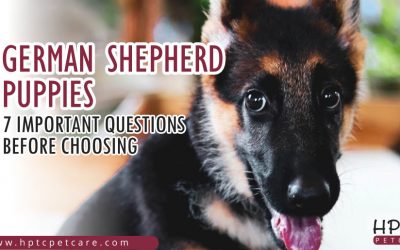 German Shepherd Puppies – 7 Important Questions Before Choosing
