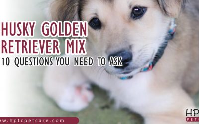 Husky Golden Retriever Mix – 10 Questions You Need To Ask