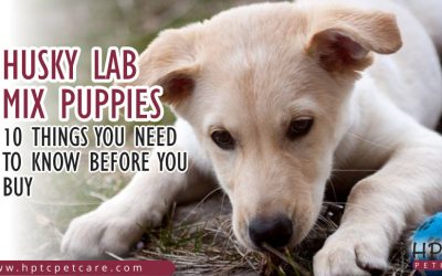 Husky Lab Mix Puppies – 10 Things You Need To Know Before You Buy