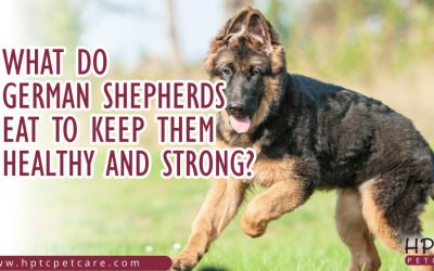 What Do German Shepherds Eat To Keep Them Healthy And Strong?